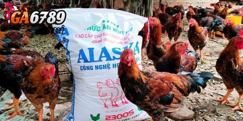 Ảnh hưởng của bệnh viêm ruột hoại tử ở gà
