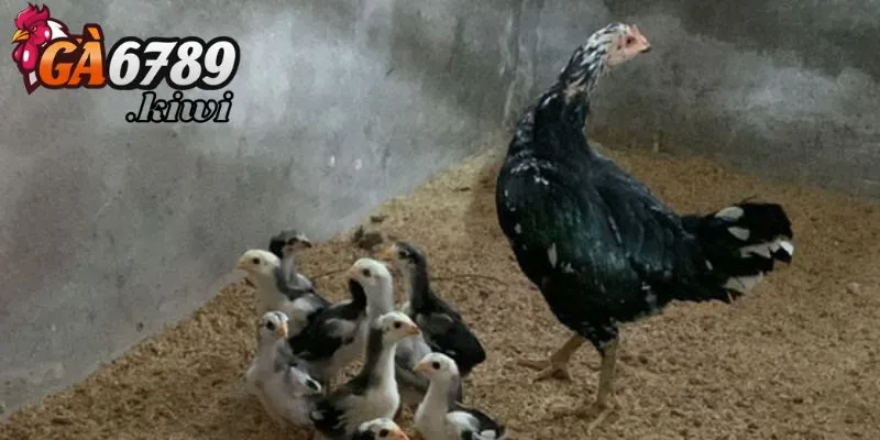 Kinh nghiệm chăm sóc gà chọi mới nở