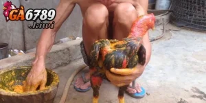 Các kỹ thuật om bóp gà chọi hiệu quả