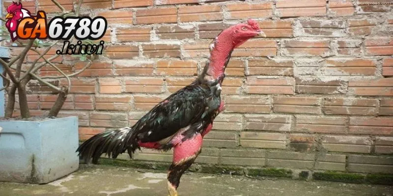 Các phương pháp ép cân hiệu quả cao nhất