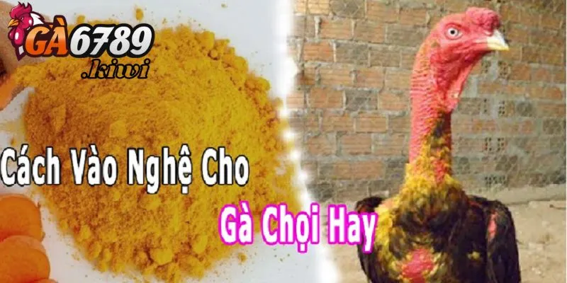 Các phương pháp vào nghệ cho gà phù hợp