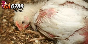 Cách thức để phòng tránh bệnh
