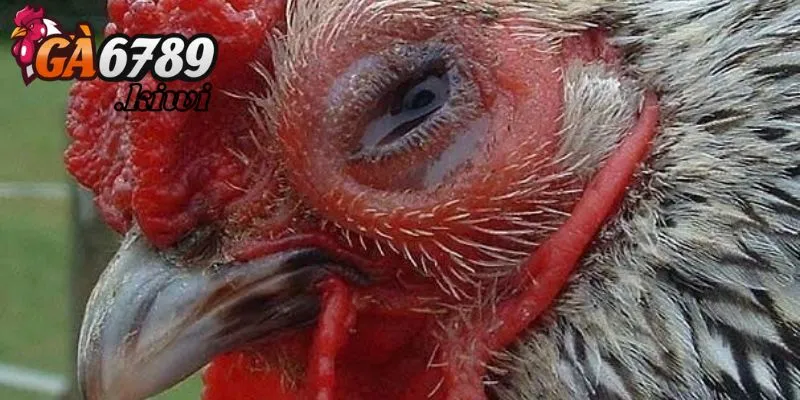 Cách trị gà bị tím mồng đơn giản nhất