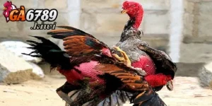 Chia sẻ cách thức phòng tránh gà bị tím mồng