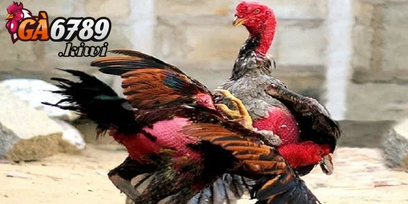 Chia sẻ cách thức phòng tránh gà bị tím mồng