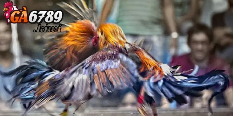 Hướng dẫn cách tham gia dễ dàng