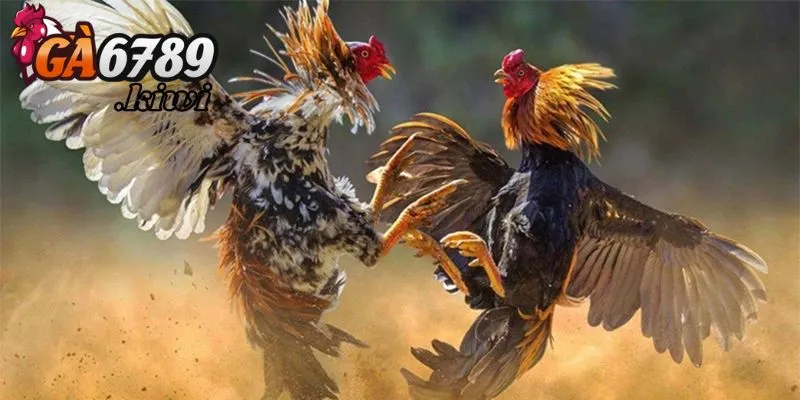 Kỹ thuật giúp đổ gà hiệu quả cao nhất