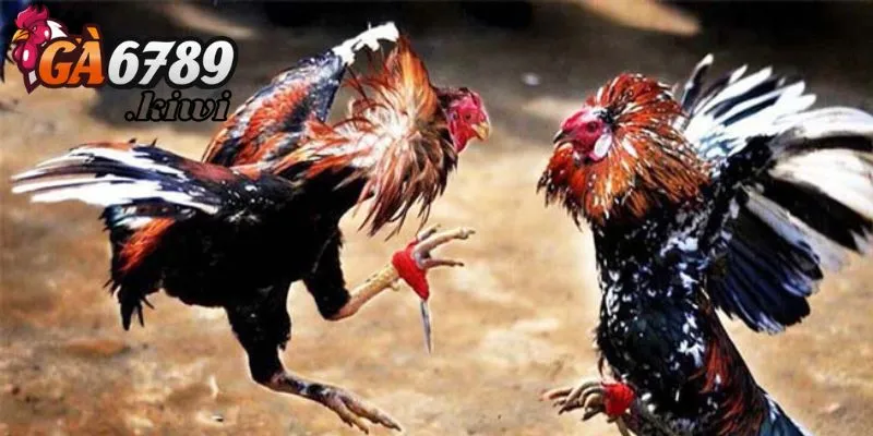 Hệ thống đa dạng kèo cá cược khác nhau