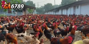 Yếu tố quyết định việc nuôi gà hiệu quả