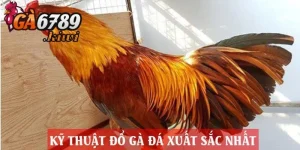 Tìm hiểu sơ lược về kỹ thuật đổ gà đá