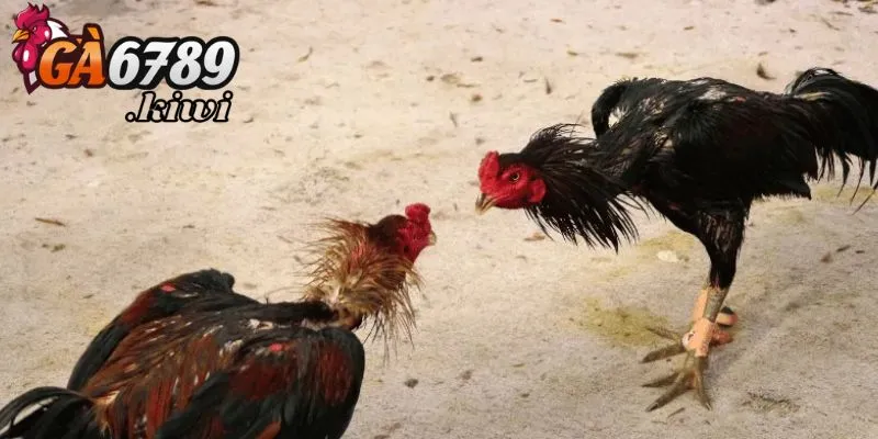 Tìm hiểu sơ lược việc ép cân gà chọi khoa học