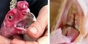 Triệu chứng của căn bệnh ở gà