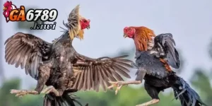 Ưu điểm khi thực hiện việc game cân gà
