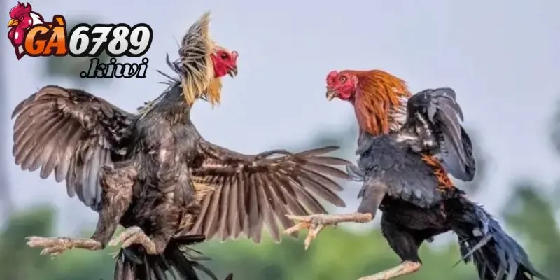 Ưu điểm khi thực hiện việc game cân gà