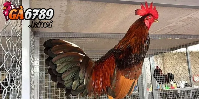 Yếu tố quan trọng trong kỹ thuật đổ gà